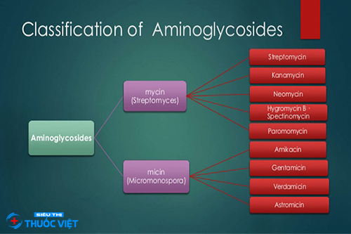 Nhóm thuốc kháng sinh Aminoglycosides