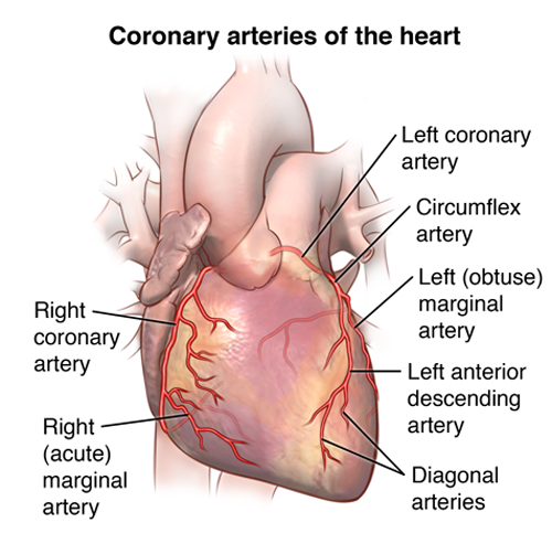 Các yếu tố dễ gây nhồi máu cơ tim 